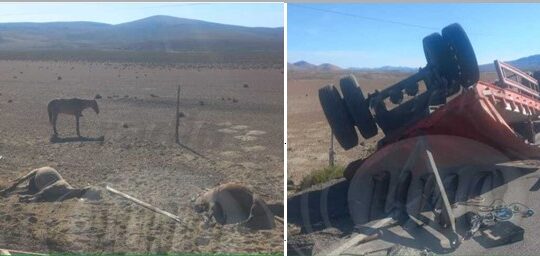 Un herido y diez caballos muertos deja volcamiento en plena pampa