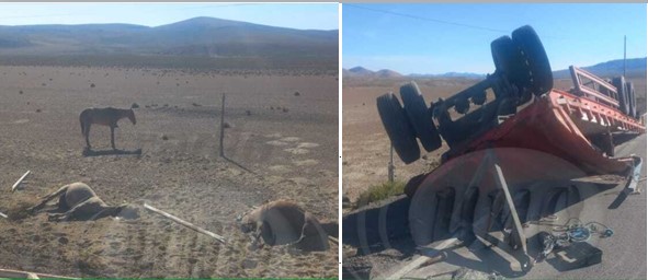 Un herido y diez caballos muertos deja volcamiento en plena pampa