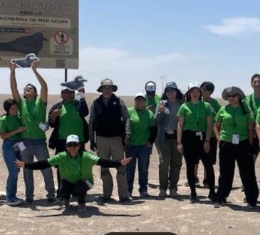 Vigilantes Ambientales preservan la Golondrina de Mar Negra en Arica