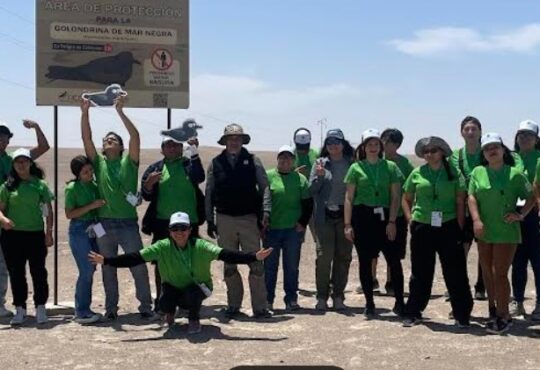 Vigilantes Ambientales preservan la Golondrina de Mar Negra en Arica
