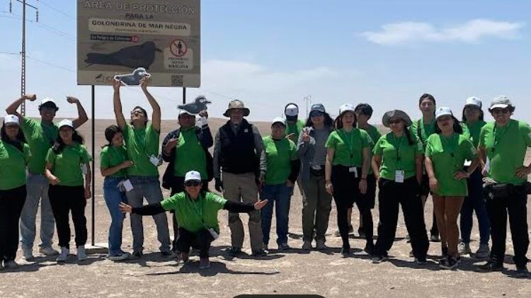 Vigilantes Ambientales preservan la Golondrina de Mar Negra en Arica