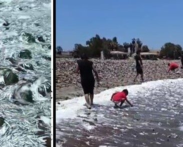 ÚLTIMA HORA: Gigantesca varazón en Chinchorro convoca a las autoridades regionales