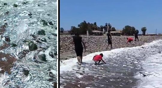 ÚLTIMA HORA: Gigantesca varazón en Chinchorro convoca a las autoridades regionales