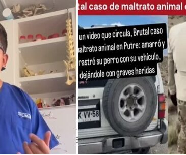 Colegio de Veterinarios de Arica denuncia brutal maltrato animal en Putre