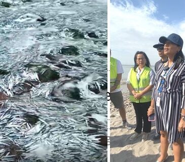 Varazón: Armada clausuró playa La Puntilla y Seremi de Salud llamó a no consumir ese pescado