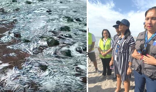 Varazón: Armada clausuró playa La Puntilla y Seremi de Salud llamó a no consumir ese pescado