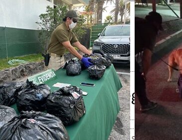 Can detector de drogas infalible en Cuya: Pasajero llevaba 14 kilos de Creepy en la maleta