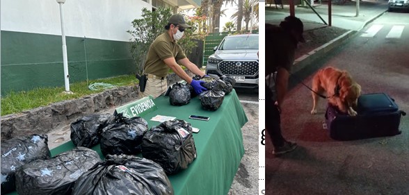 Can detector de drogas infalible en Cuya: Pasajero llevaba 14 kilos de Creepy en la maleta