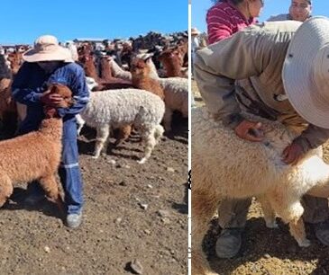 CONAF realizó manejo sanitario Ayni a camélidos en  parque Lauca