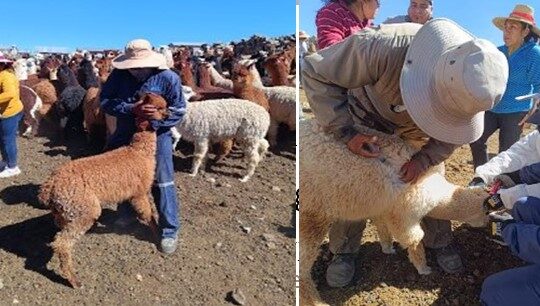 CONAF realizó manejo sanitario Ayni a camélidos en  parque Lauca