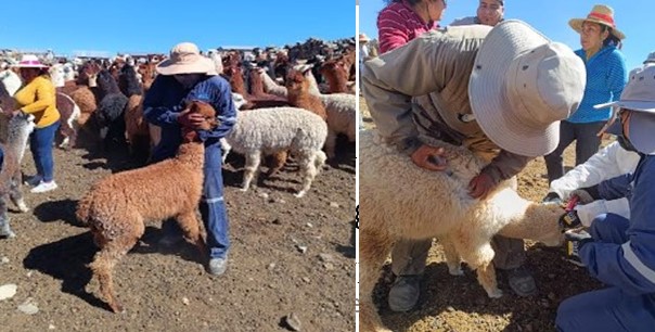 CONAF realizó manejo sanitario Ayni a camélidos en parque Lauca