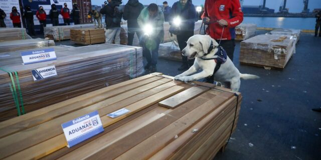 Operativo record: 108 toneladas de cocaína y ketamina en madera boliviana que embarcaban en Arica