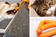 Veterinarios explican que las mascotas no son “patriotas” y llaman a cuidarlas este 18
