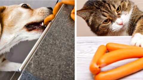 Veterinarios explican que las mascotas no son “patriotas” y llaman a cuidarlas este 18