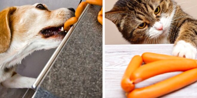 Veterinarios explican que las mascotas no son “patriotas” y llaman a cuidarlas este 18